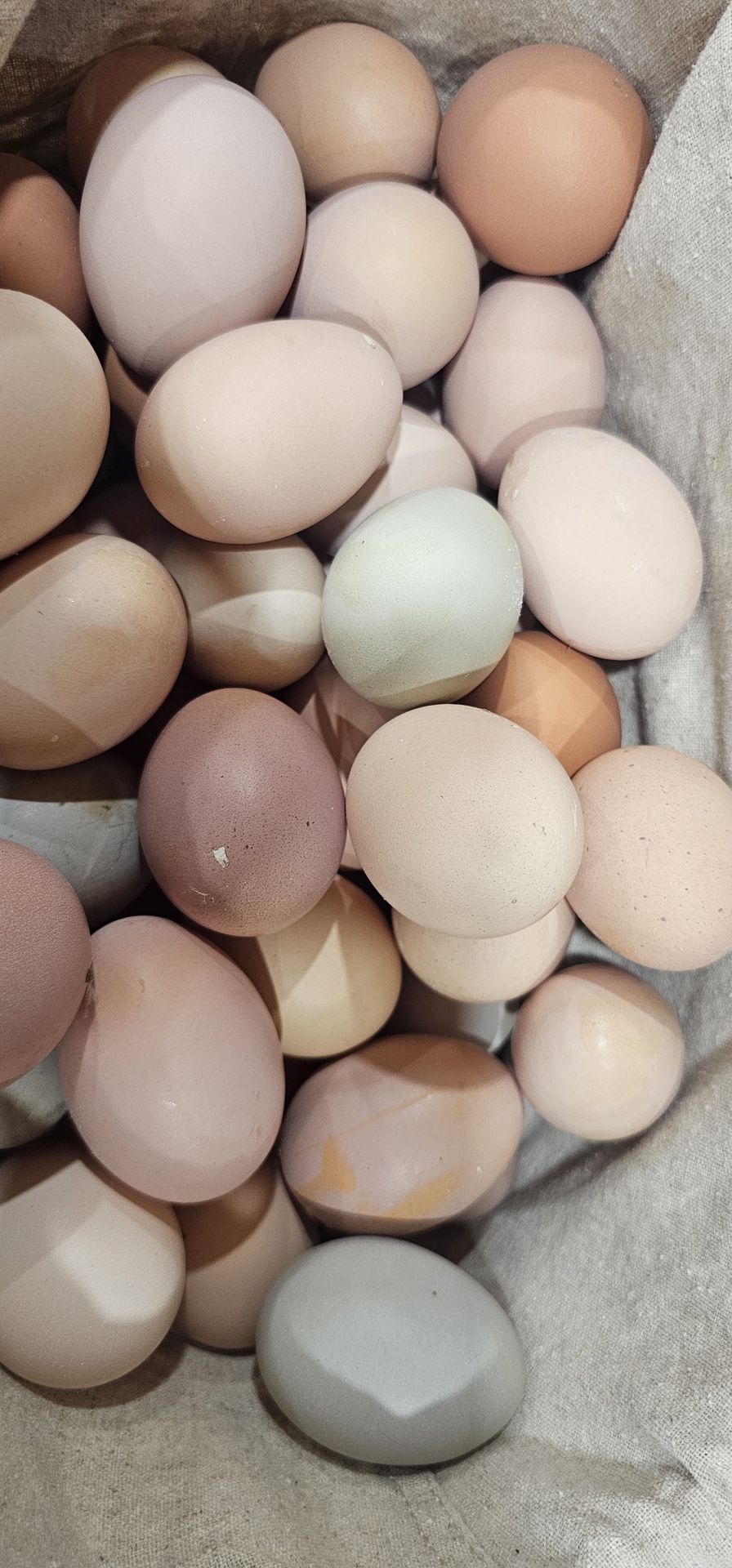 Huevos Frescos Orgánico A 5.00 la docena