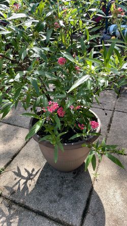 Panama Rose