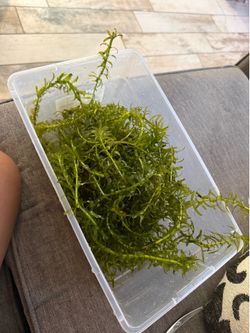 Elodea plants