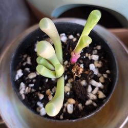 Fenestraria Baby toes Succulent