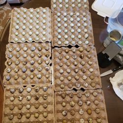 Quail Eggs