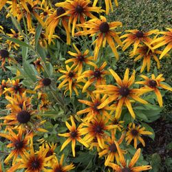 Rudbeckia (Black-eyed Susan) Annual Outdoor Plant 🪴 