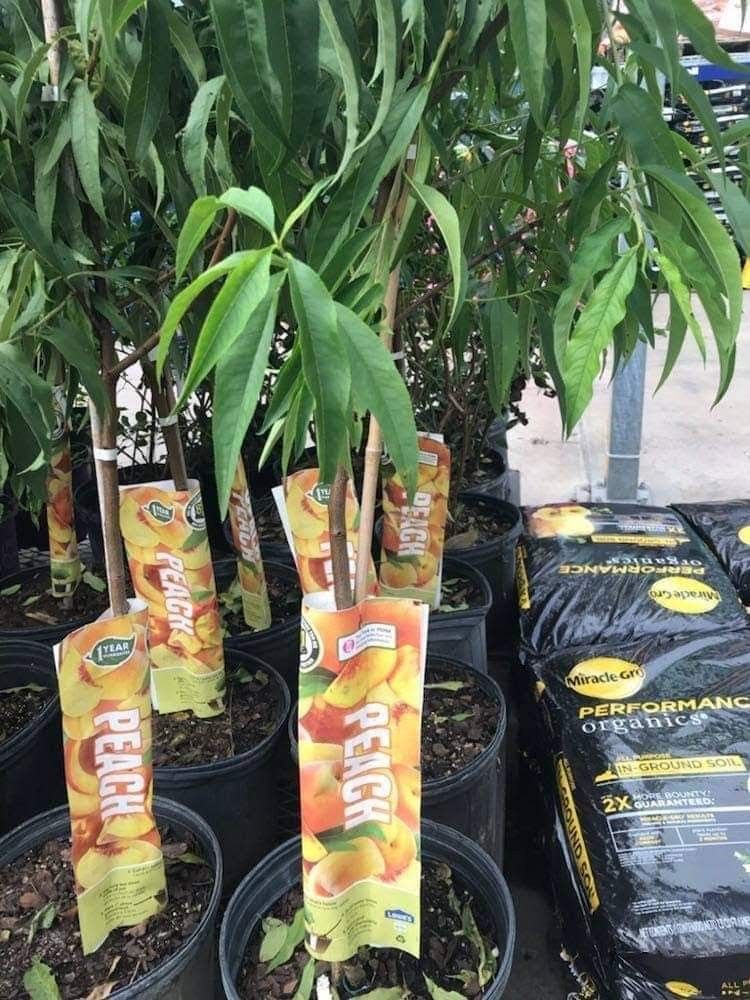 Flordaqueen Peach Seft Fruitful 4ft 3gallon Peach Tree Fully Grown