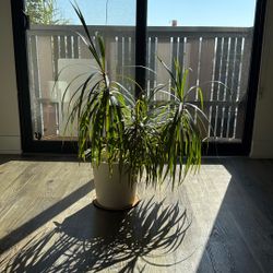 Dracaena Marginata (Dragon Tree) – Indoor Houseplant with Pot
