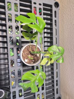 Mini monstera