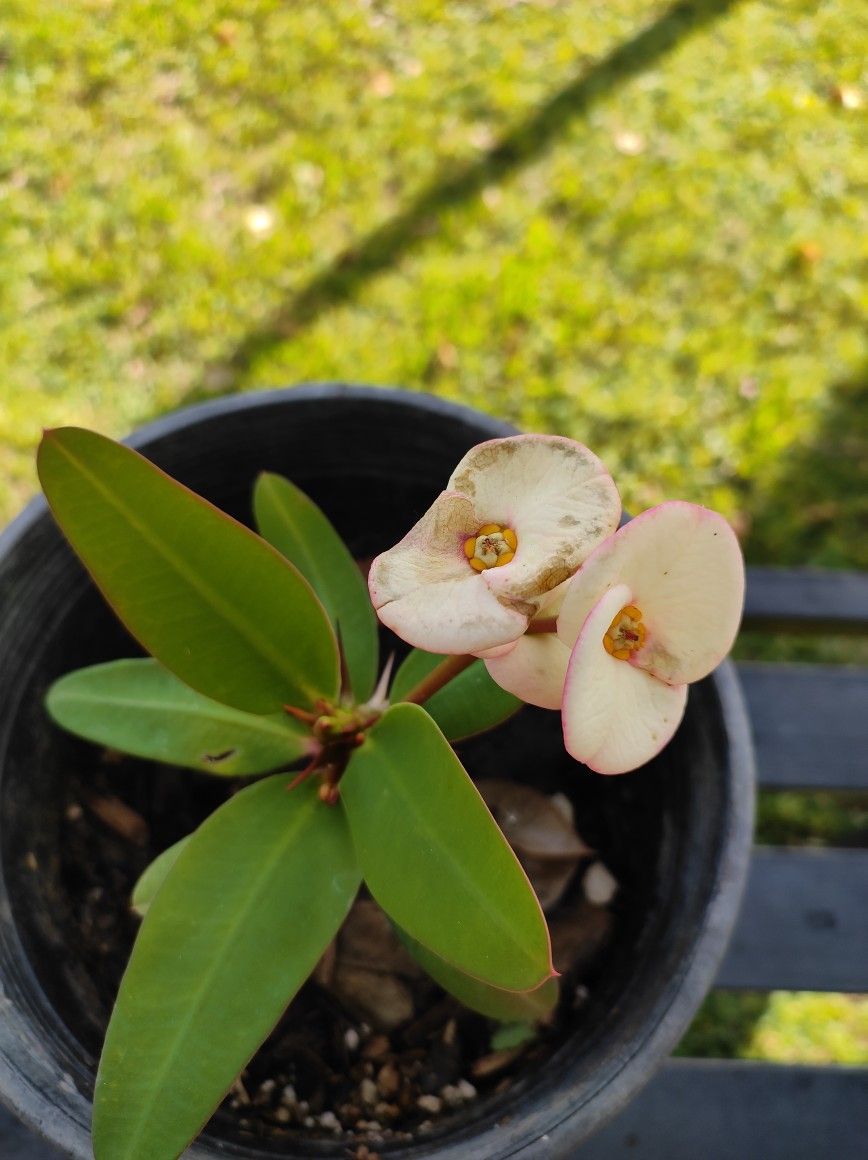 Cactus Corona De Cristo Tres Colores En 1