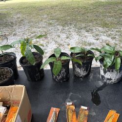 Mango Plants 