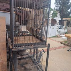 Bird Cage 