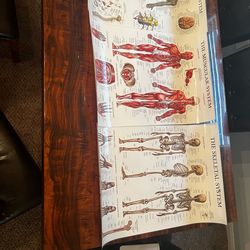 Laminated Anatomy Poster