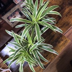 Two Spider Plants/ Two In Each- $10 Each 