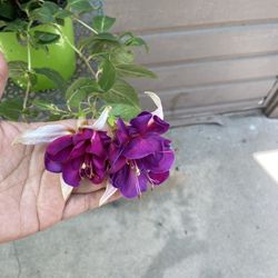 8” Fucshia Plant