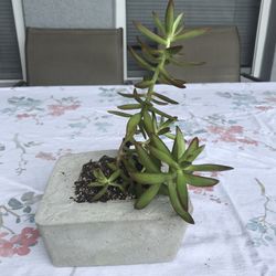 Médium Succulent In Concrete Pot 
