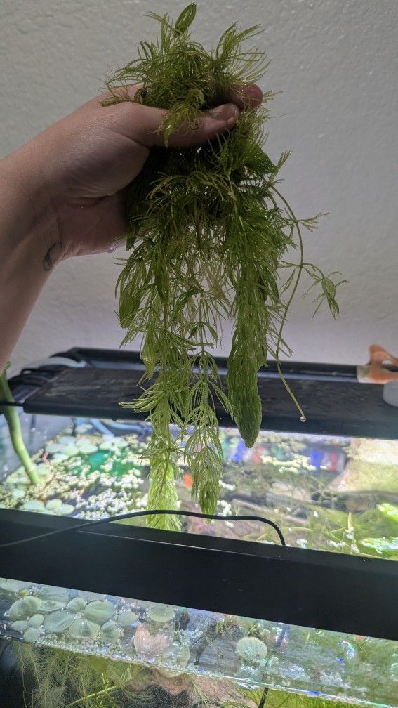 hornwort, guppy grass, and dwarf water lettuce