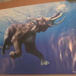 Famous Swimming Elephant Poster 24x36" by Steve Bloom Published & Printed In UK 