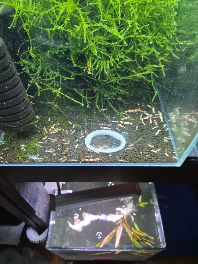 Crystal Red Shrimp Food