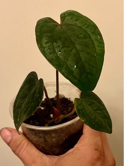Anthurium AOS X RVDP