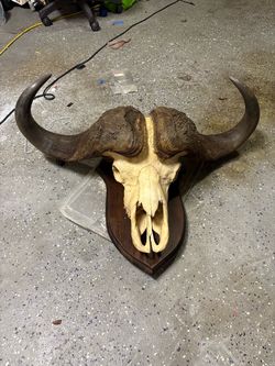 African Cape Buffalo Skull Mount with Horns