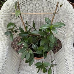 Hoya Carnosa Freckles Splash / Trellised 10” Pot /RARE Tropical Houseplant 