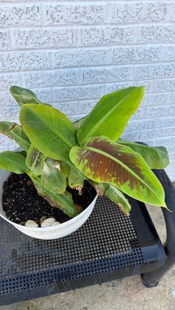 Indoor banana