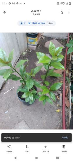 Uña de gato 1g
