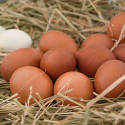 Fresh Eggs, Organic Eggs