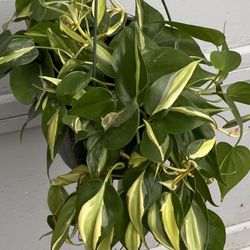 Philodendron Silver Stripe Rare Indoor Plant In 8” Pot