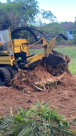 Árboles Y Palm-tree And Palms - Stump Grinding