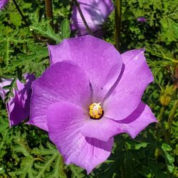 Blue Hibiscus - Alyogyne huegelii