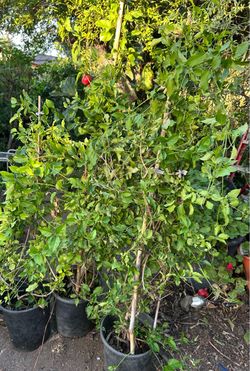 Planta de enredadera