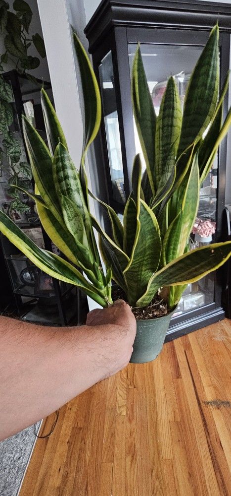 PLANTS. ( For Sale ) $15 To $50