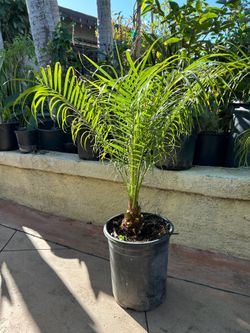 Pygmy date Palm tree
