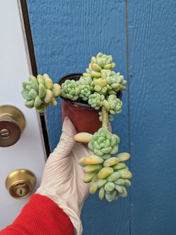 Sedum Clavatum