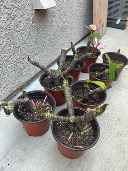 Plumeria plants