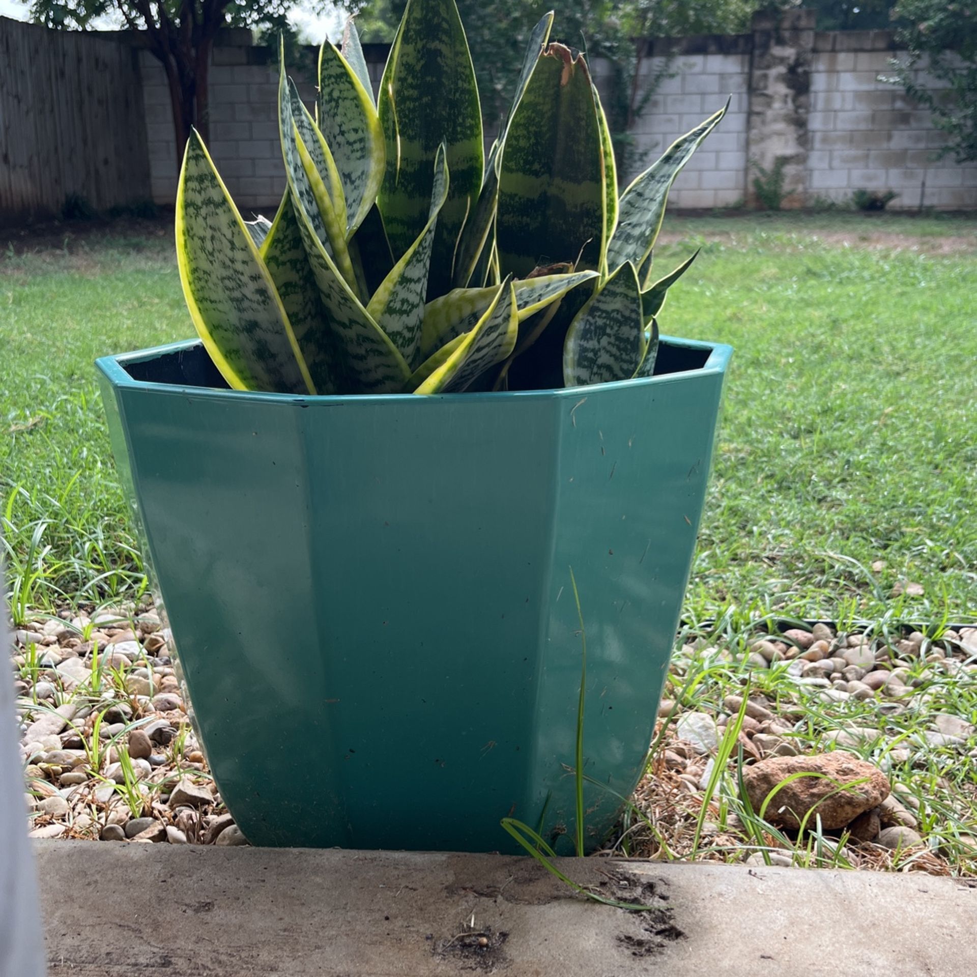 Snake Plant & Pot included!