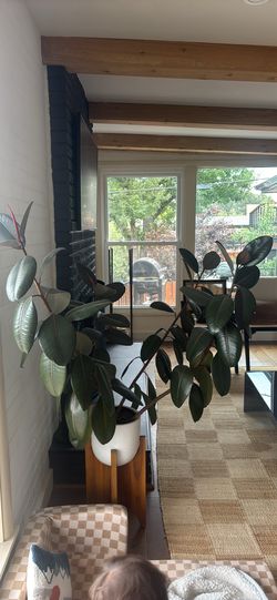 Large Rubber Plant 3.5-4 ft (does not come with stand)