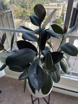 Rubber Leaf Tree