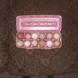 Chicken Eggs