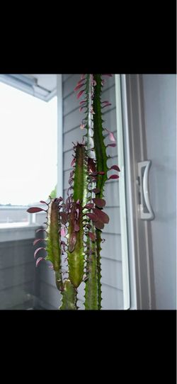Euphorbia in Pot