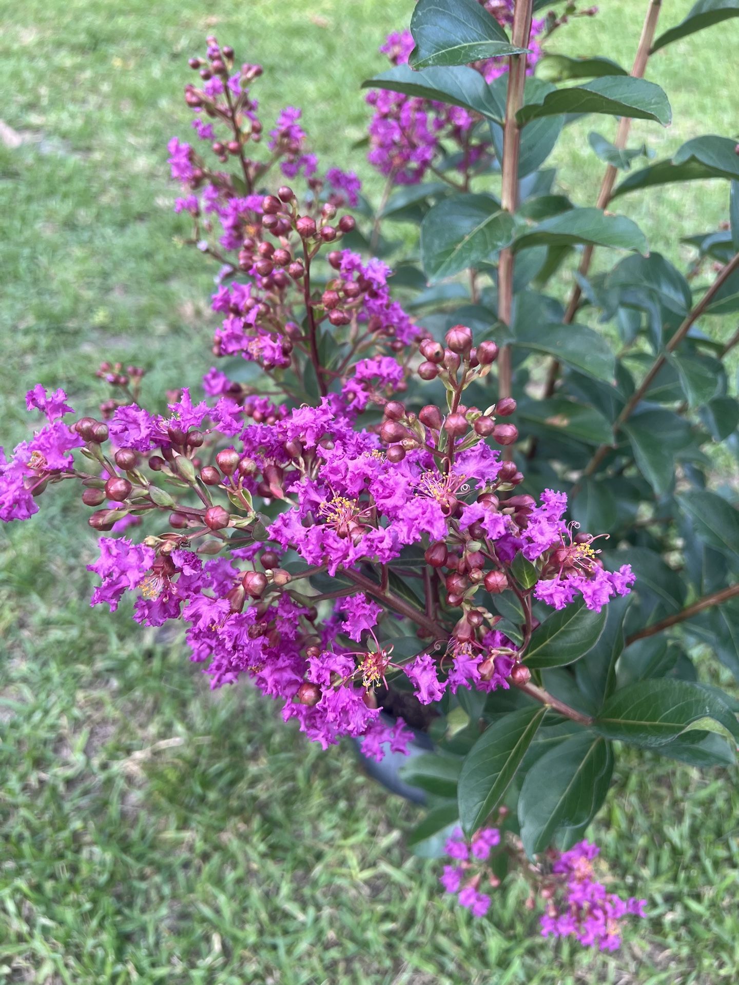 CRAPE MYRTLE (5 Gallon Pot) Bold, Beautiful Flowering Plant