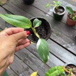 Philo White Princess