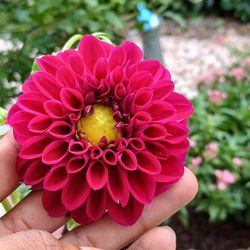 Flowers For Sale
