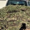 Weeki Wachee Sod PonzoPlus LLC