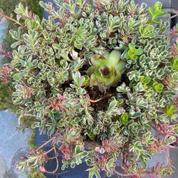 Rustic Sedum Succulent 7” Display Clay  Pot 