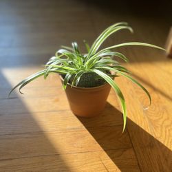 Spider Plant 