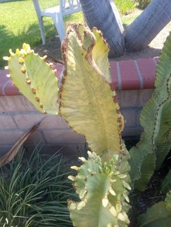 Euphorbia cactus