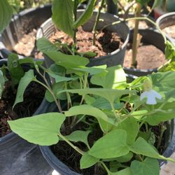 Chameleon plant Fish Mint.  Rau Diếp Cá 5$