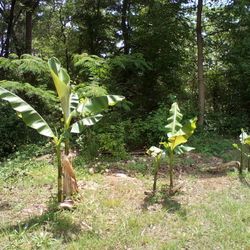Tropical Banana Palm Trees