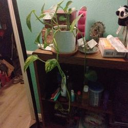 Houseplant