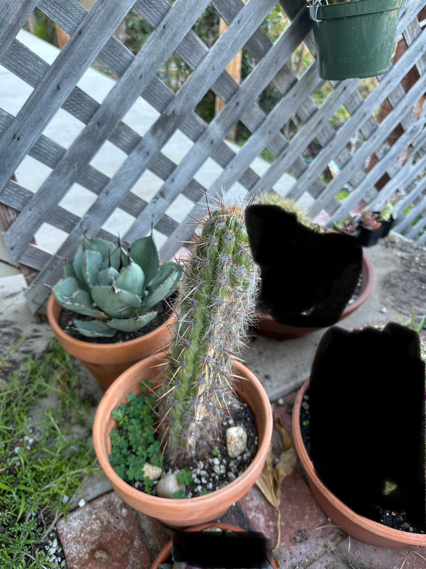 Succulents Cactus For Sale