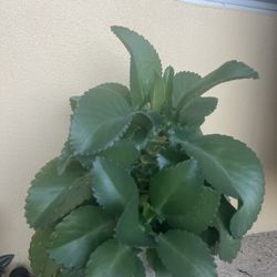 Large Mother Of Thousands